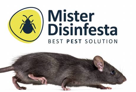 Mister Disinfesta